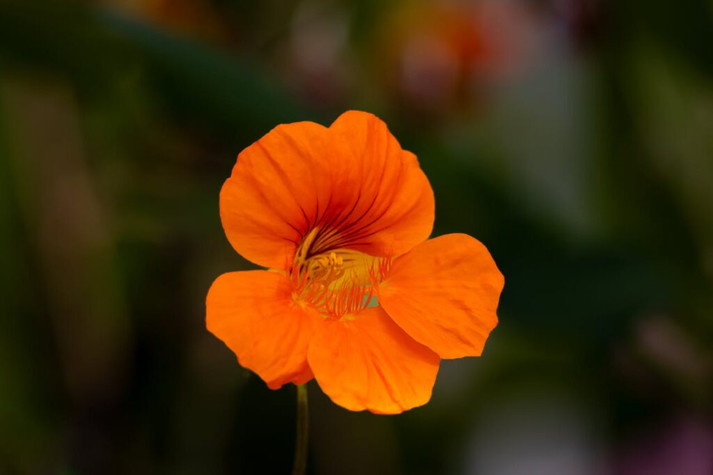 Oost-Indische kers en slakken in jouw tuin
